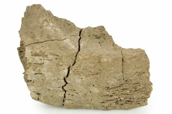 Hadrosaur (Edmontosaurus) Rib Section - Wyoming #378388